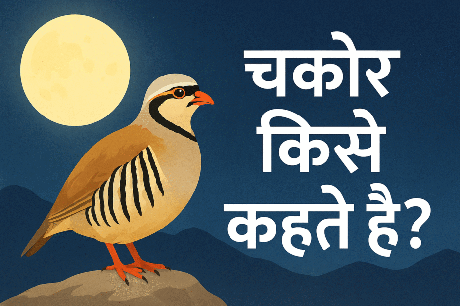 चकोर